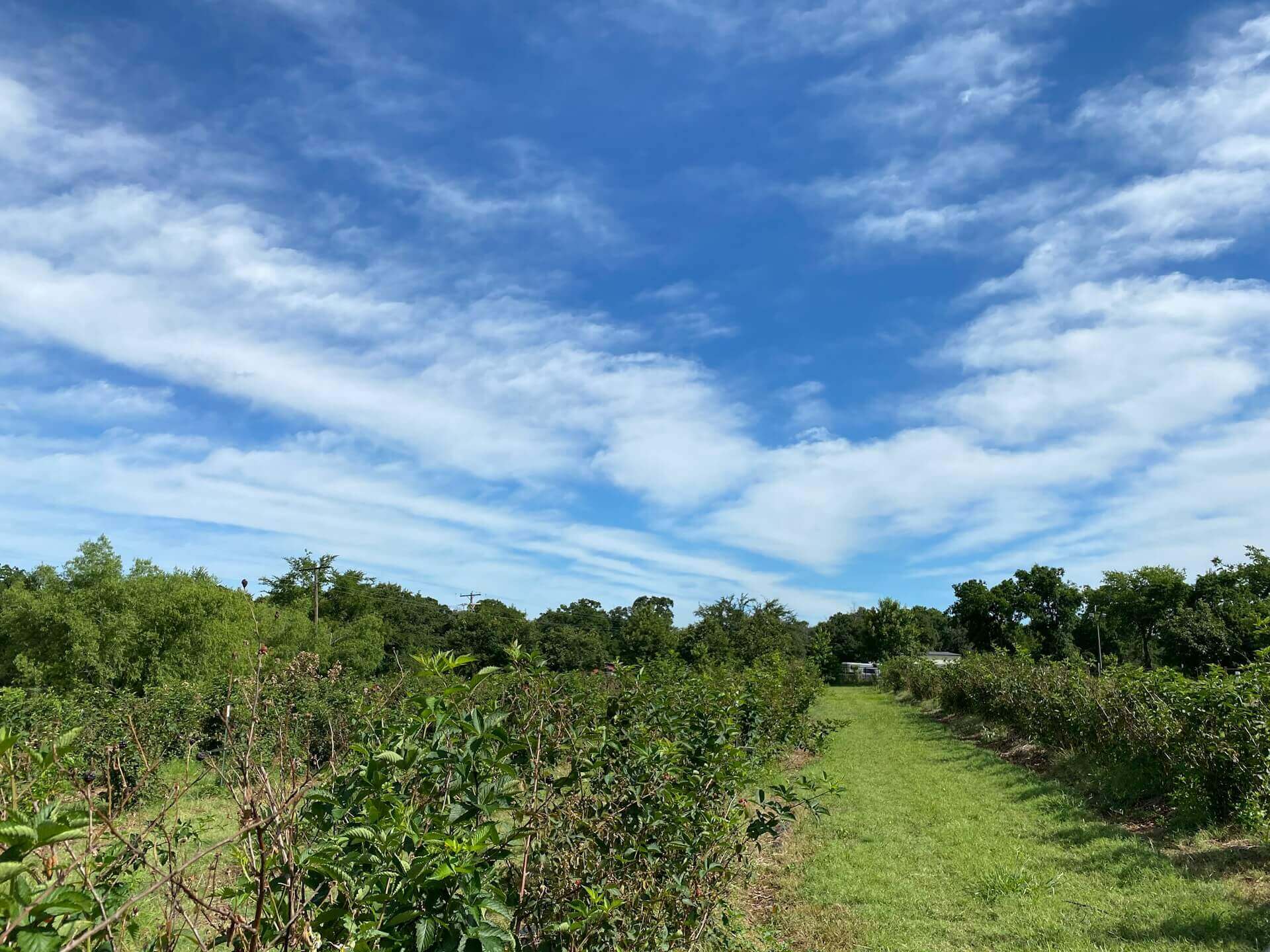 Atlantic Blueberry Farm