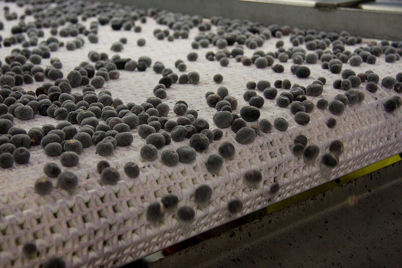 Blueberry Processing Conveyor