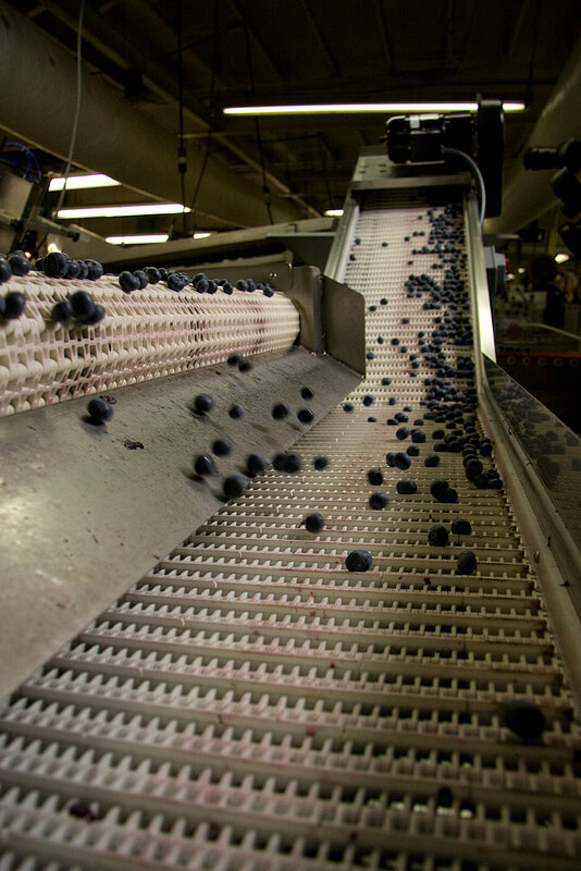 Blueberry Conveyor System