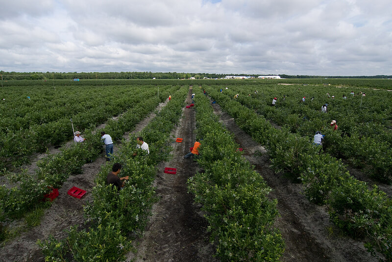 Atlantic Blueberry Farm Landscape