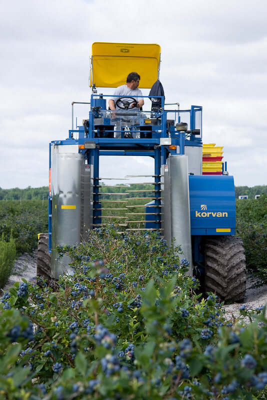 Machine Harvesting Operation