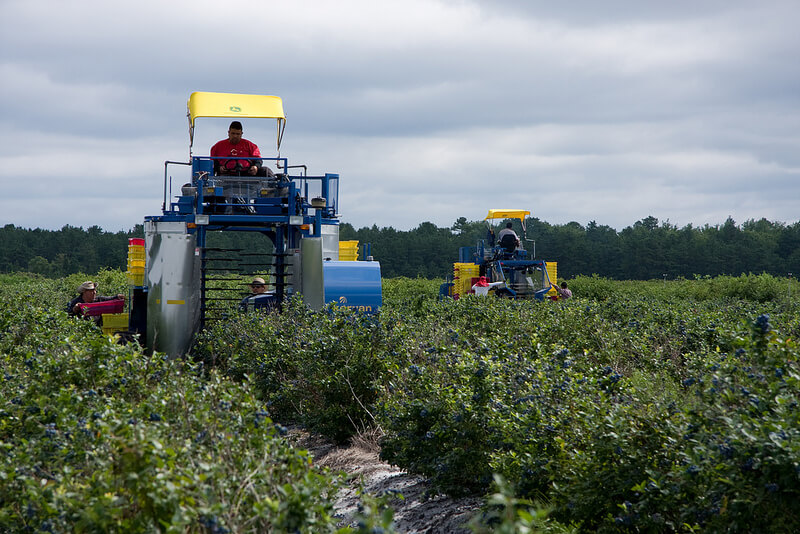 Machine Harvesting Blueberries