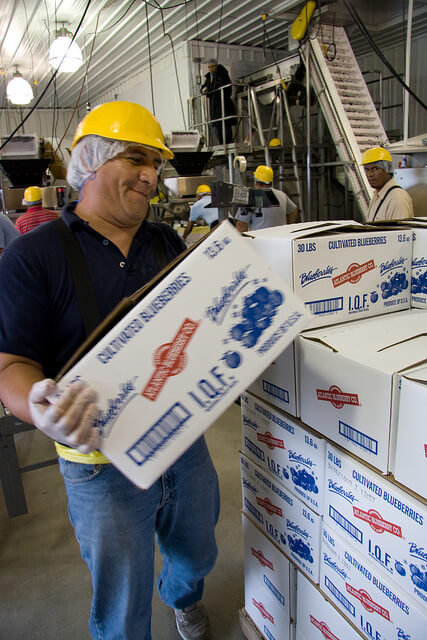 Palletized Blueberry Boxes