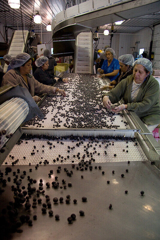 Quality Inspection of Blueberries