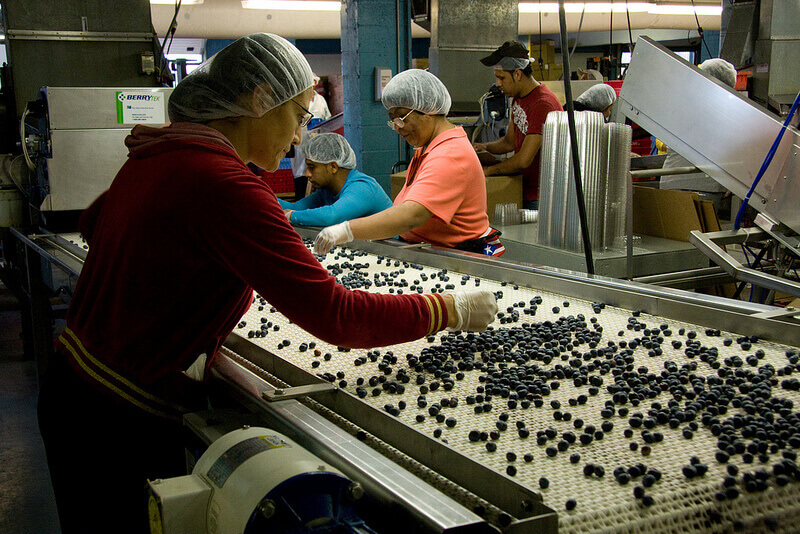 Hand Sorting Blueberries