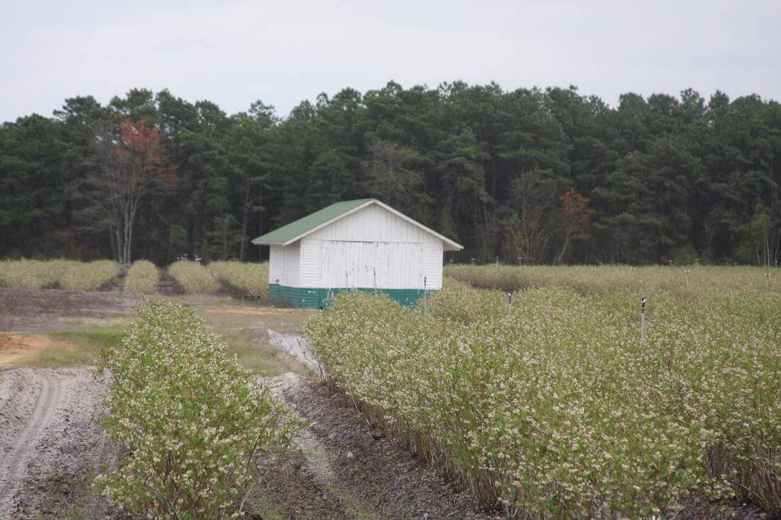The original Creek Road packing shed