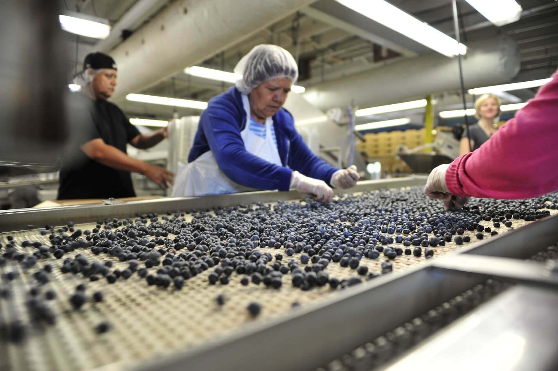 Food Safety - Atlantic Blueberry Quality Control